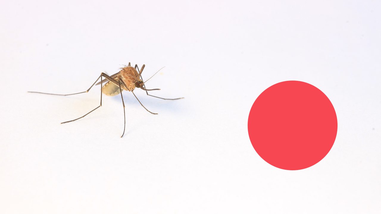 Mosquito atraído por diferentes colores