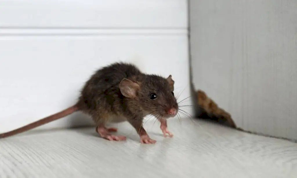 Ratón sorprendido al ver bicarbonato en casa