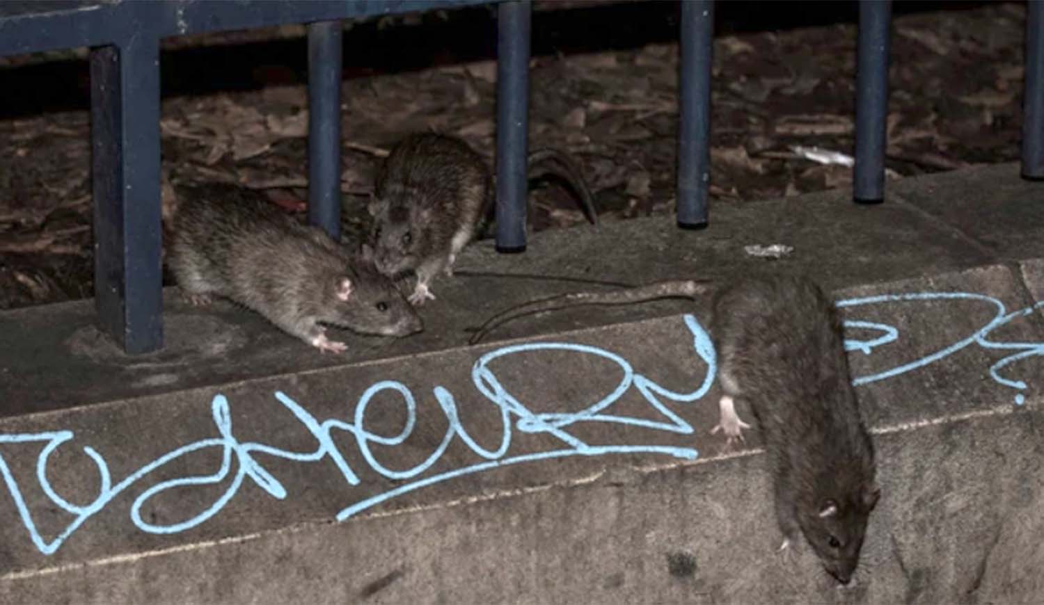 Ratas en las calles de París histórico