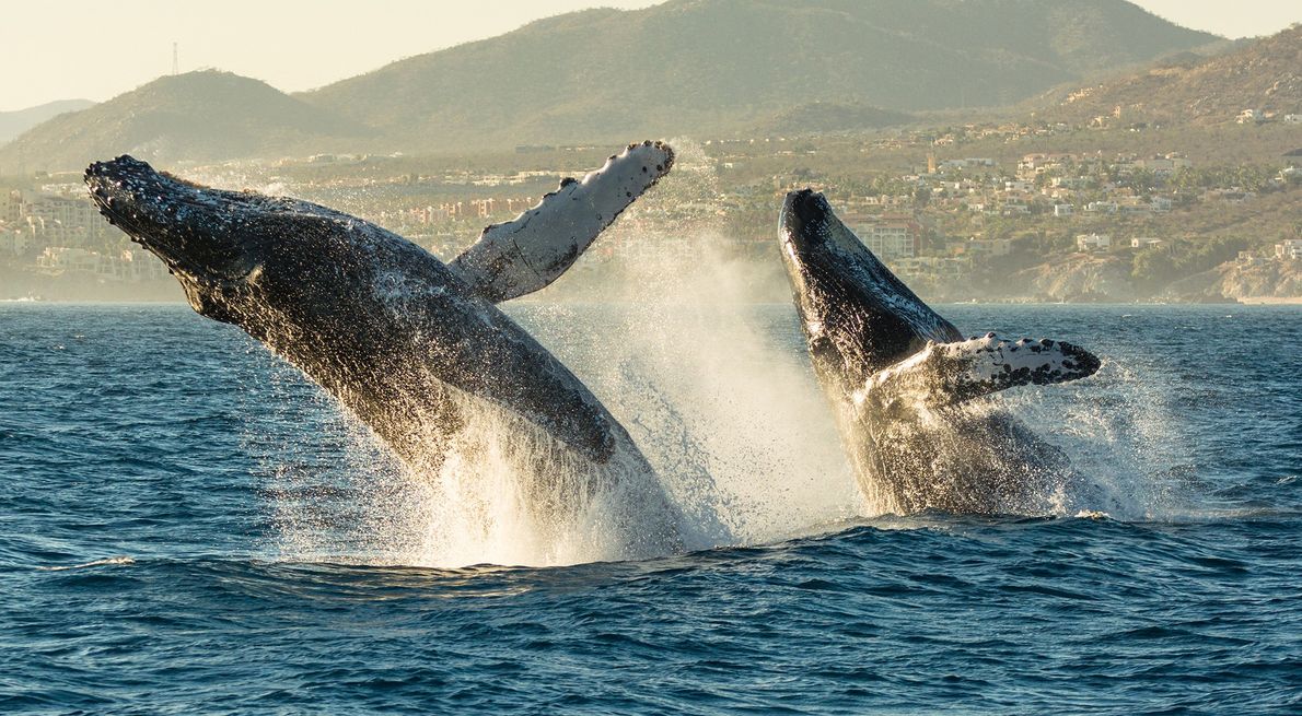 Animales saltando en diferentes distancias impresionantes