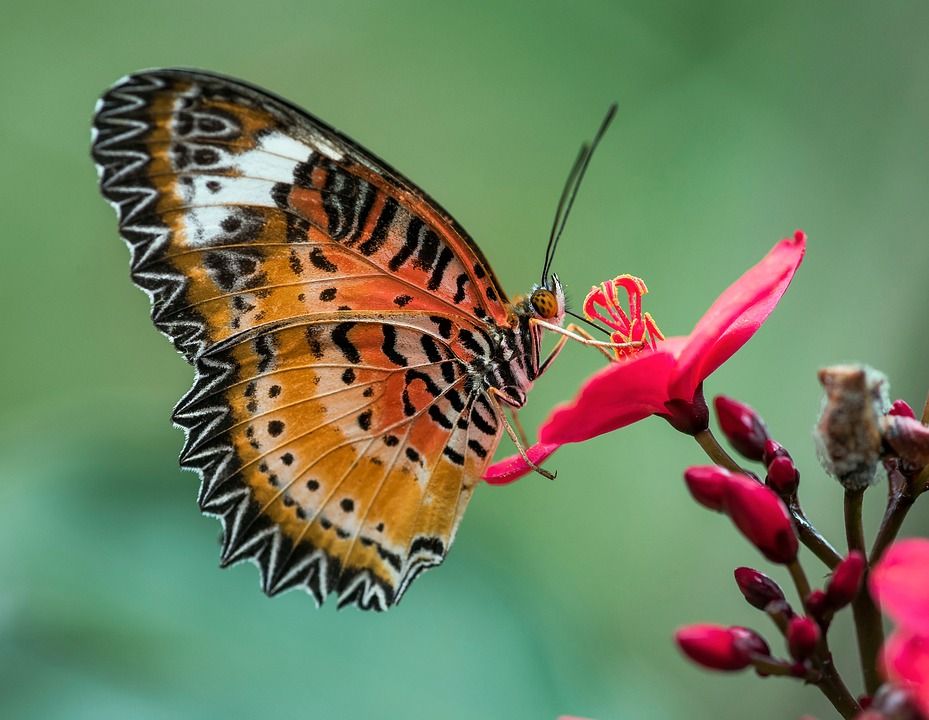 Mariposa nocturna posada en una flor
