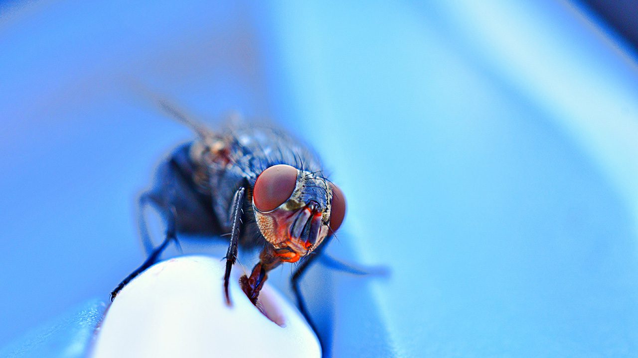 Mosca en entorno iluminado y oscuro