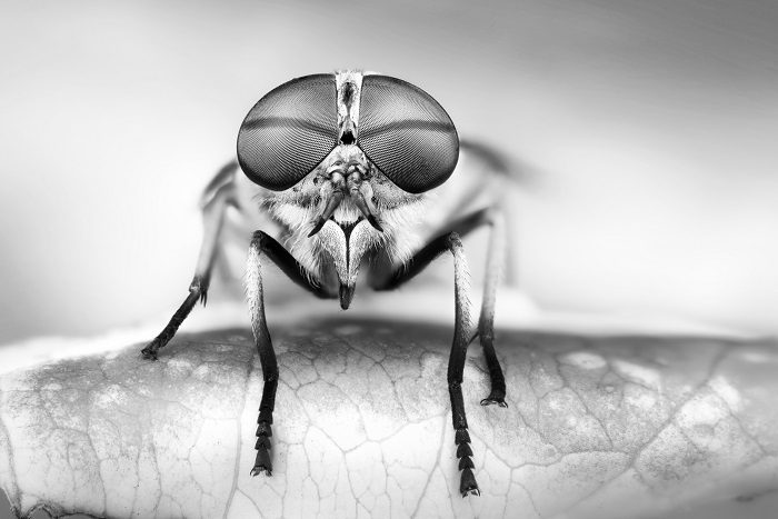 Mosca volando en círculos al aire libre