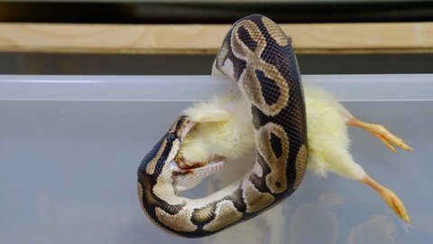 Boa joven comiendo pequeño ratón vivo