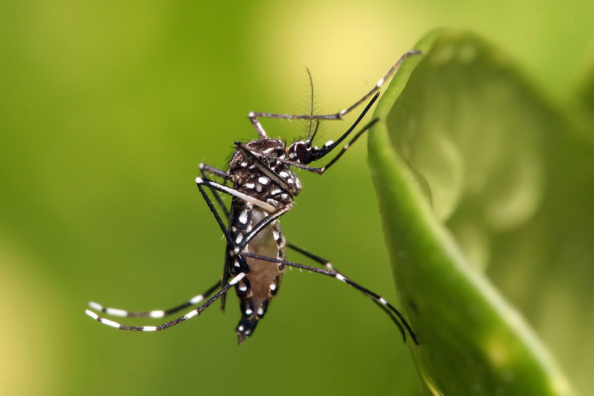 Mosquito Aedes aegypti en primer plano