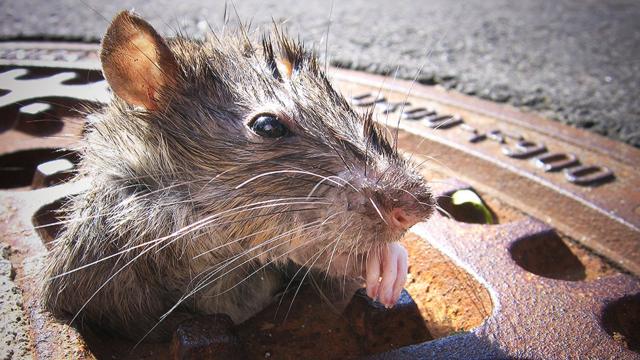 Ratas en la ciudad de Nueva York
