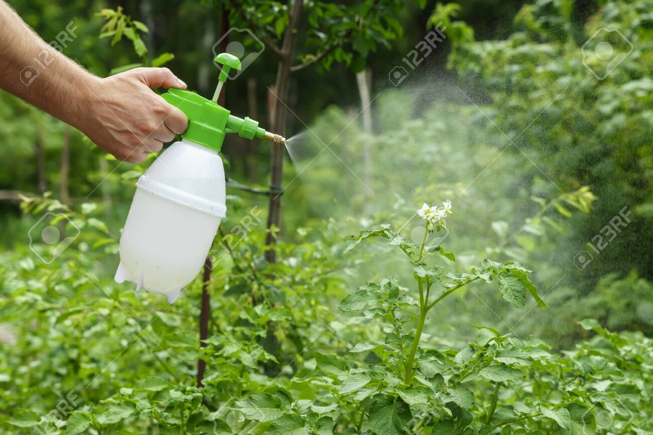 Manos utilizando spray en plantas del jardín
