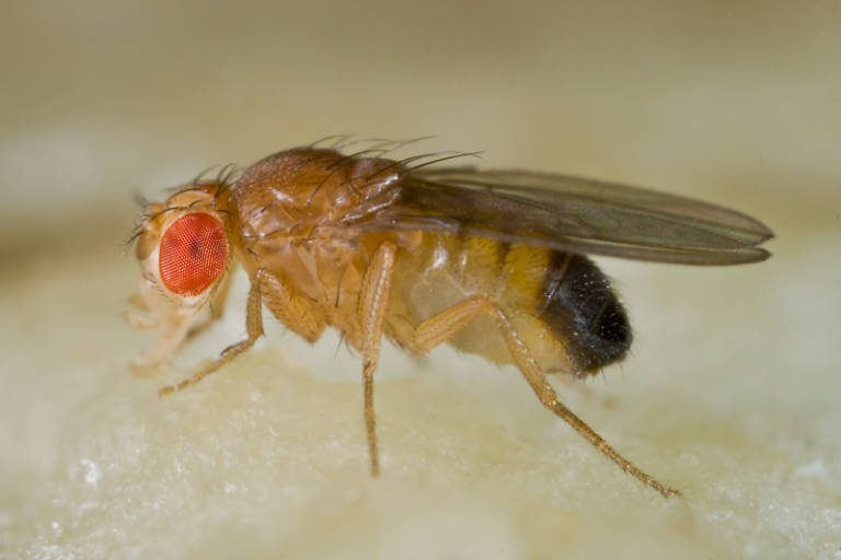 Mosca del vinagre en su hábitat natural