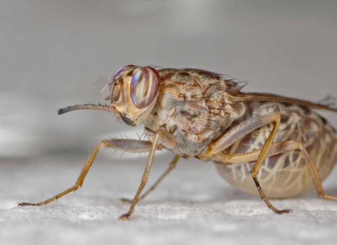 Mosca Tse Tse Donde Se Encuentra