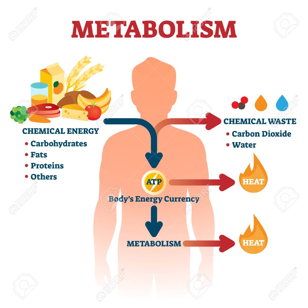 Ilustración de nutrición, ATP y salud humana