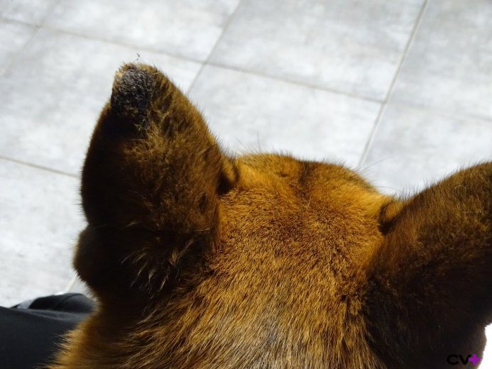 Perro con moscas en las orejas