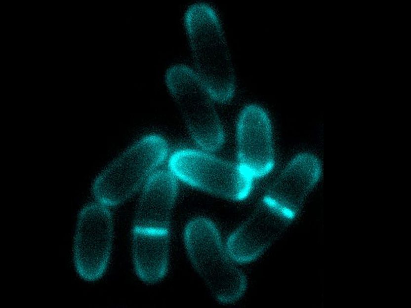 Bacterias creciendo en diferentes condiciones de iluminación