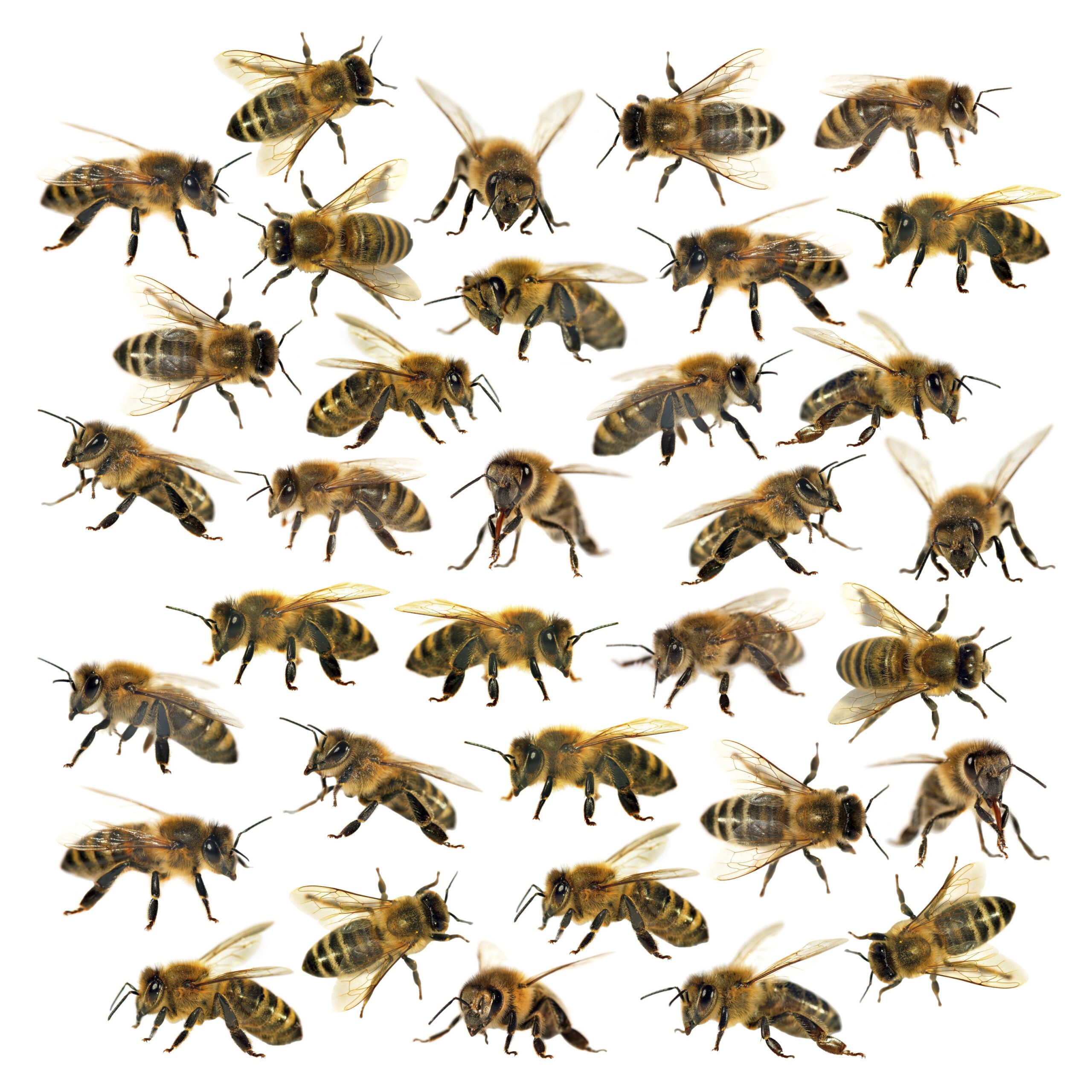 Comparación de tamaño entre abeja y avispa