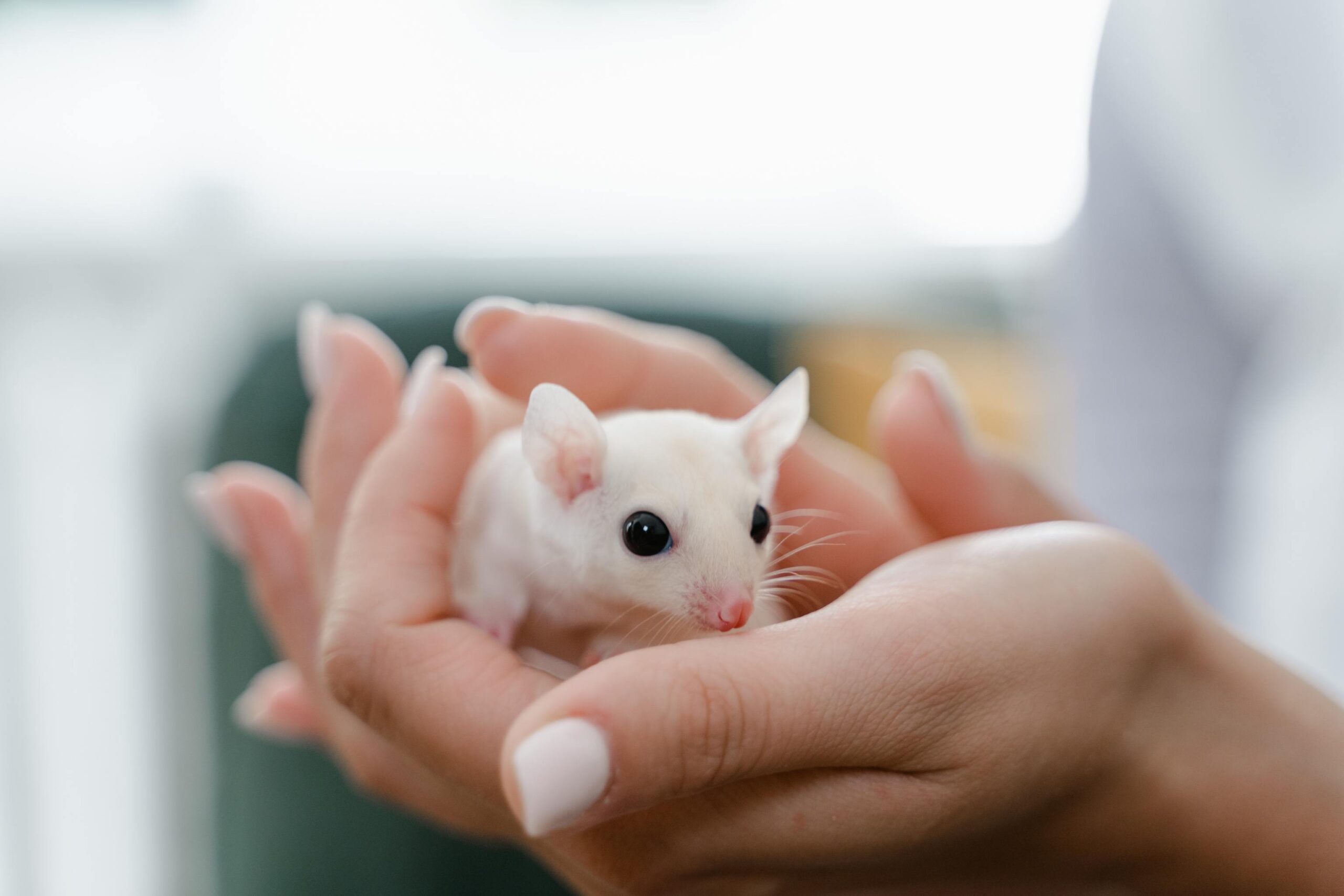 Ratas y familiares en sueños: simbolismo cultural