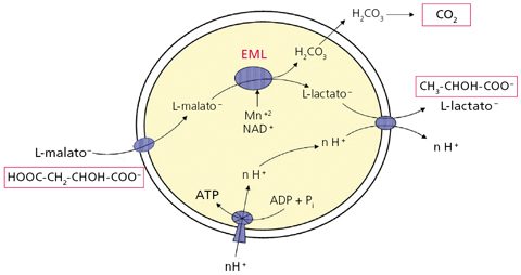 Bacterias en proceso de fermentación alcohólica