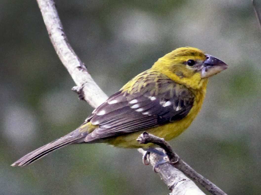 Ave con pico amarillo alimentándose en naturaleza