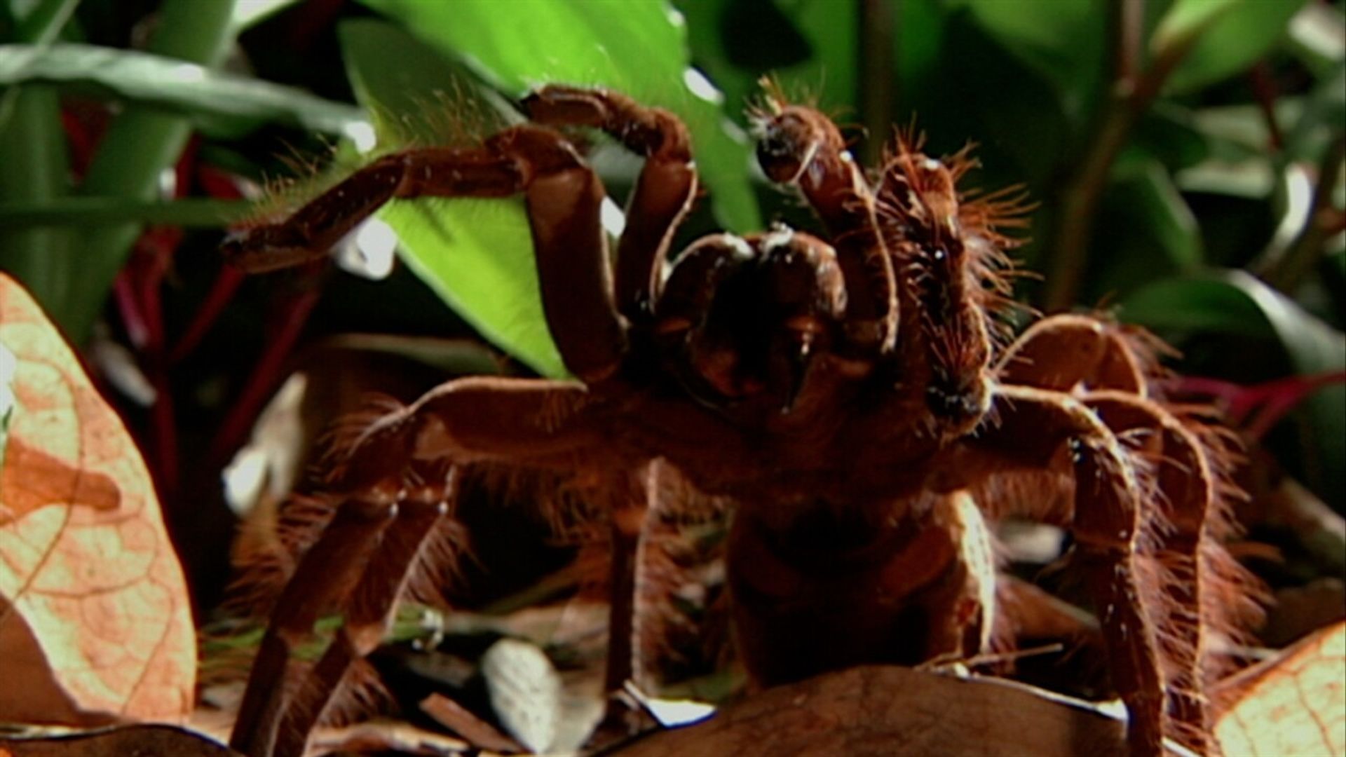 Araña Goliat junto a otras arañas grandes