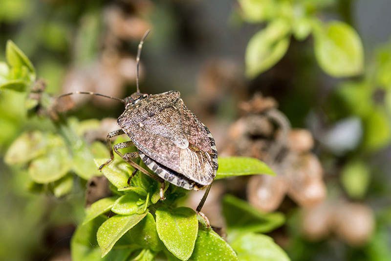 chinches hediondas
