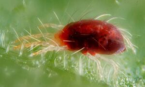 araña roja