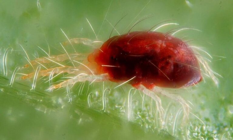 araña roja