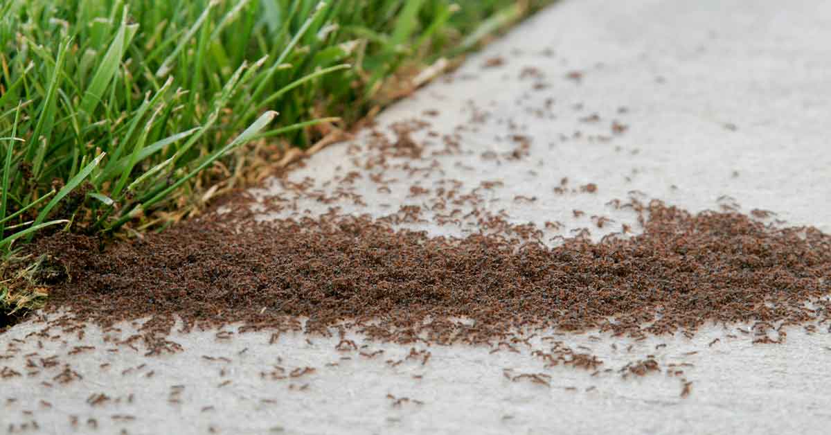 Cómo eliminar las hormigas