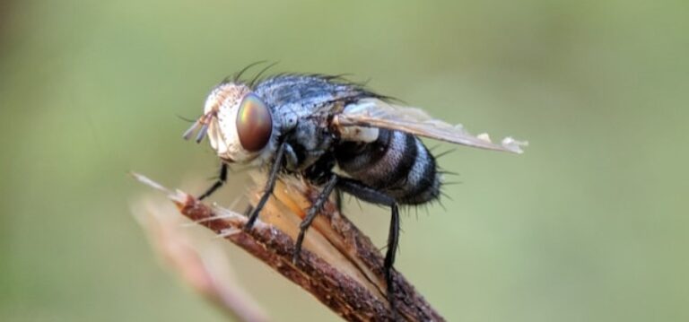 Cómo eliminar las moscas definitivamente