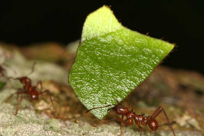 hormigas arrieras
