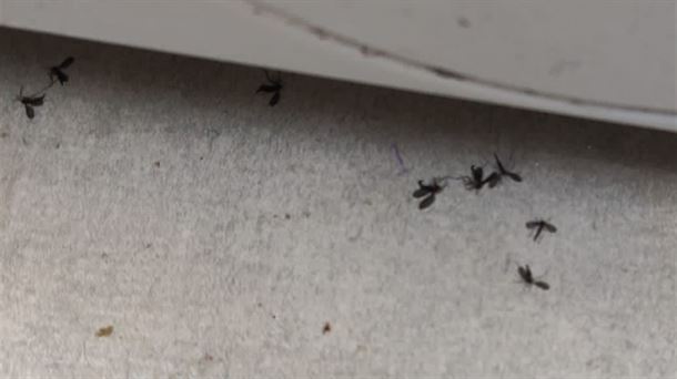 Mosquitos pequeños congregados en una esquina