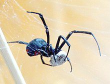 Araña viuda negra en su hábitat