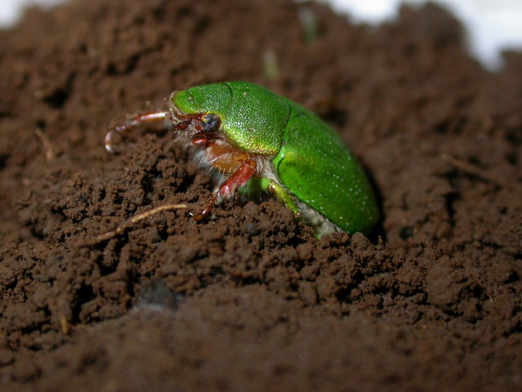 Insectos San Juan interactuando con humanos pacíficamente