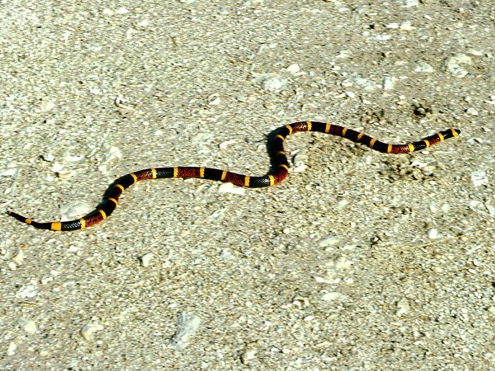 Serpiente coral en su hábitat natural