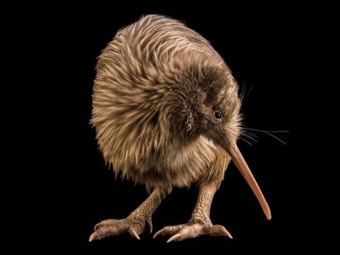 Kiwi: ave no voladora en su hábitat