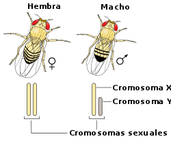 Cromosomas en óvulos de mosca Drosophila