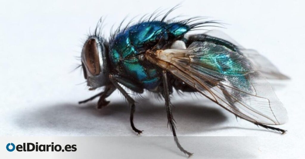 Qué significa cuando entran moscas grandes a la casa