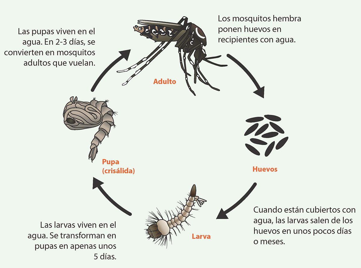 Zancudo en diferentes etapas de su vida