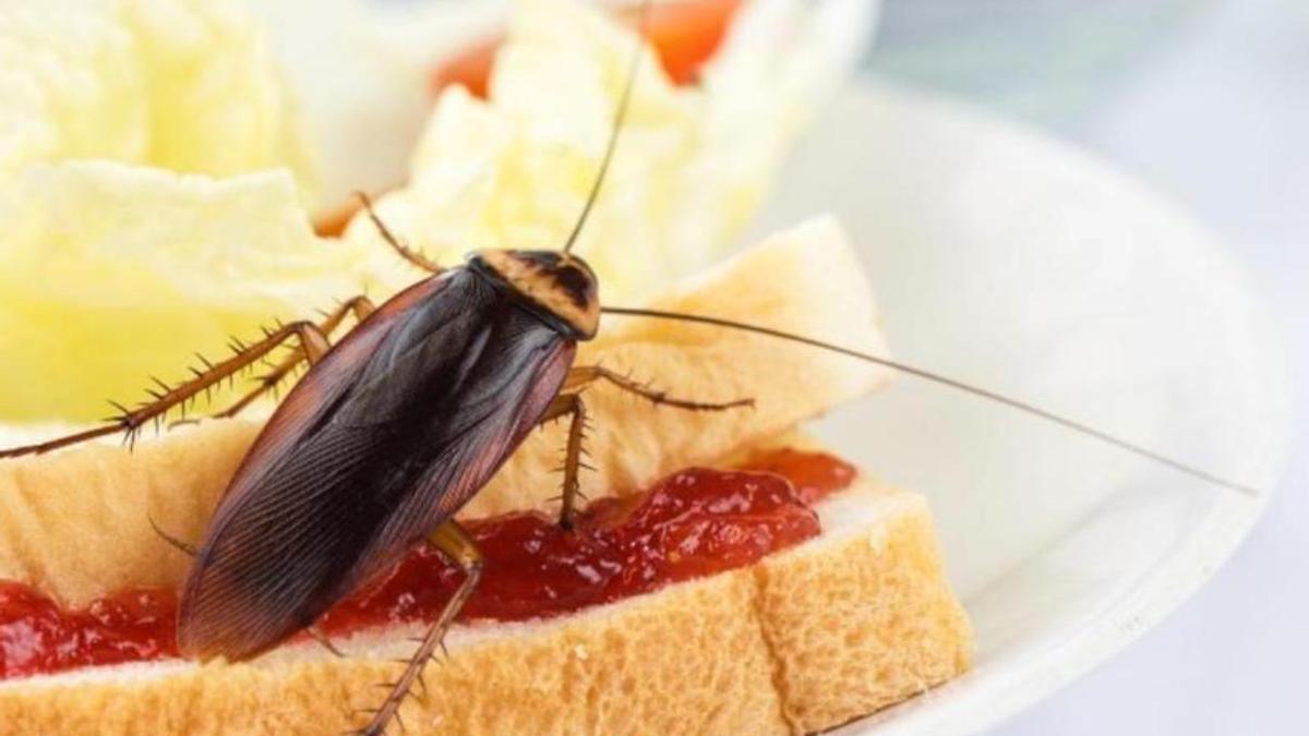 Cucaracha en busca de comida de noche