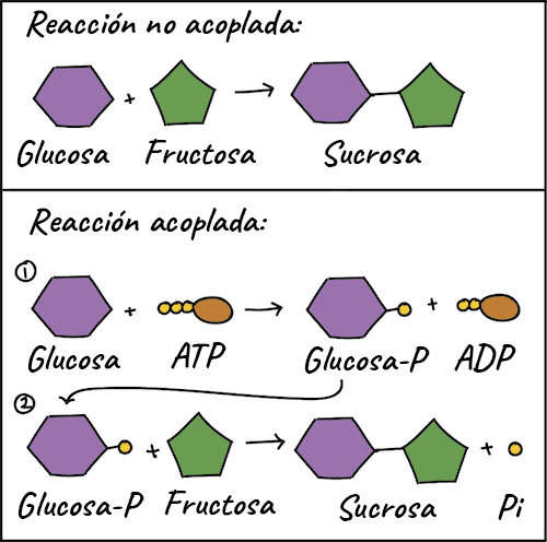 Molécula de ATP en proceso metabólico