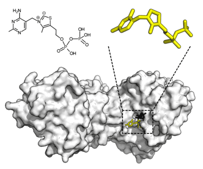 Estructura molecular de una enzima activa