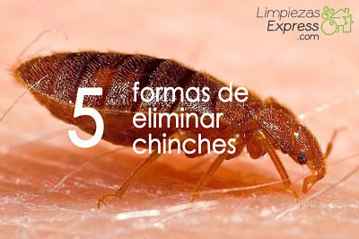 Chinches en colchón afectado por erradicación