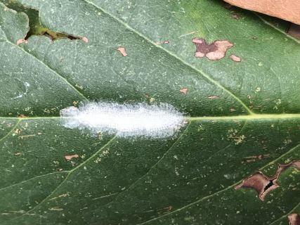 Insectos comunes dejando manchas blancas hojas