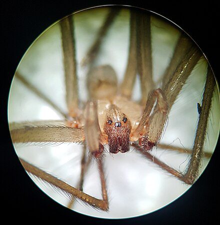 Araña de rincón tejiendo su telaraña