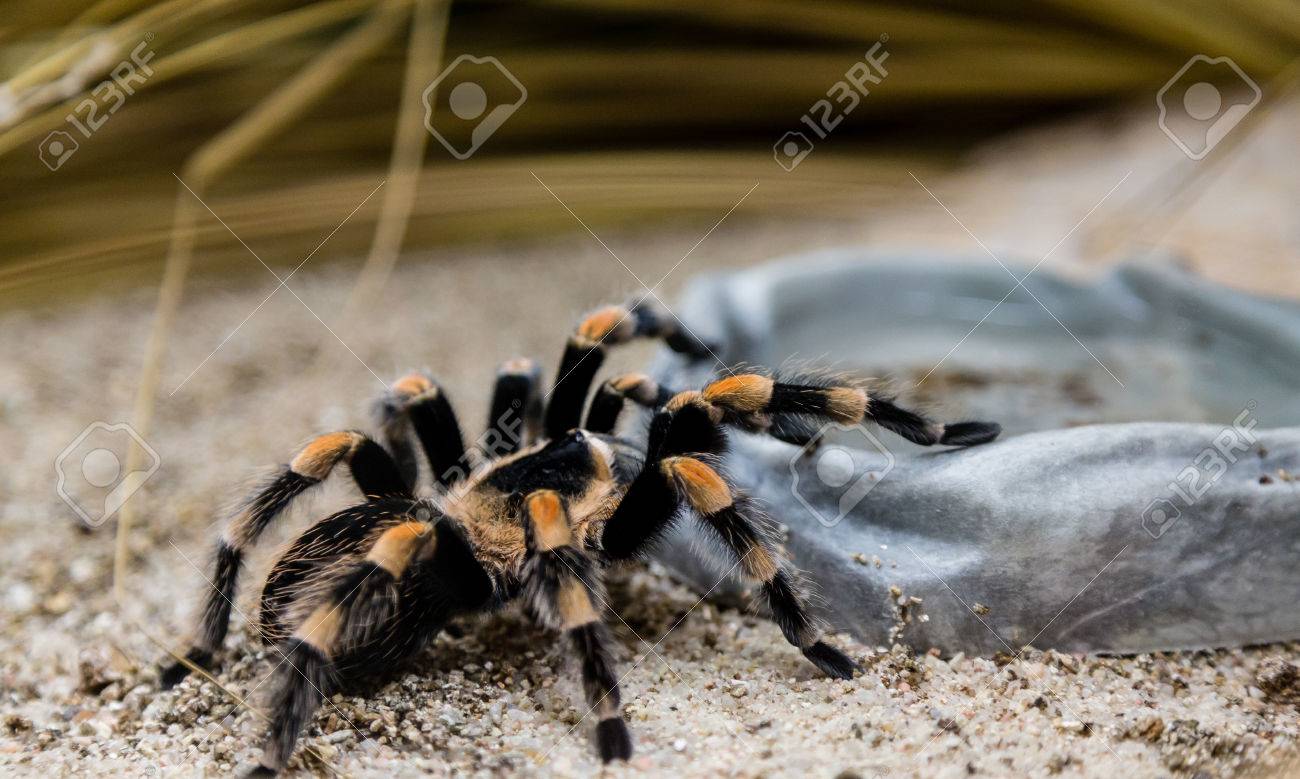 Araña venenosa en su hábitat natural