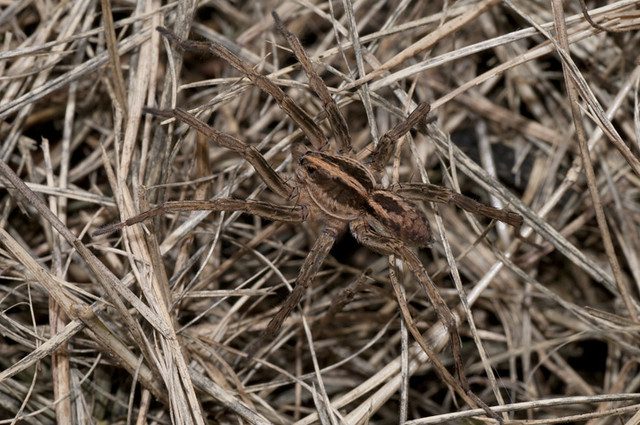 Araña lobo camuflada en su entorno natural
