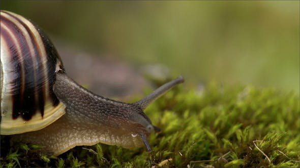 Caracol saliendo lentamente de su caparazón