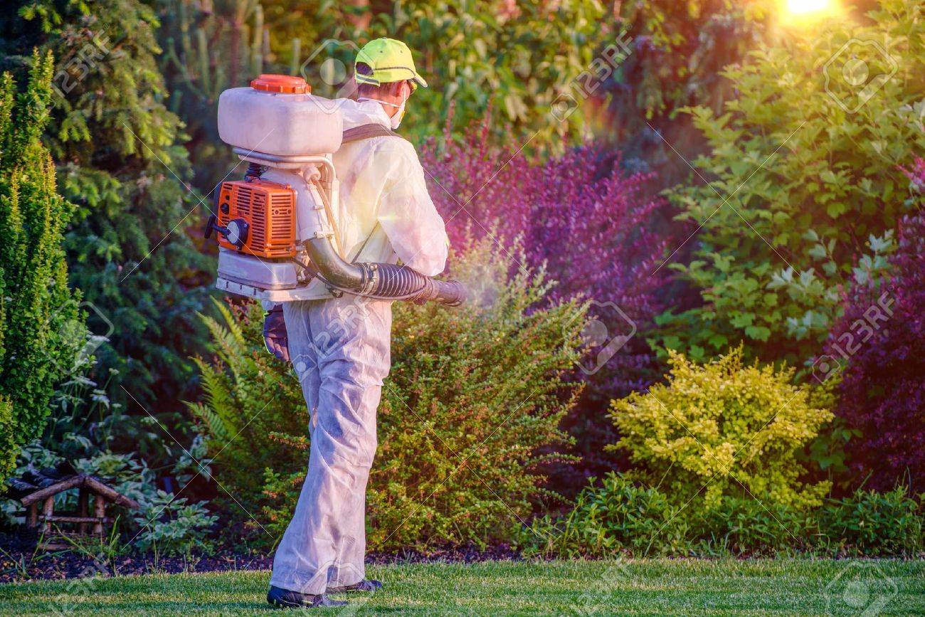 Profesional en control de plagas inspeccionando jardín