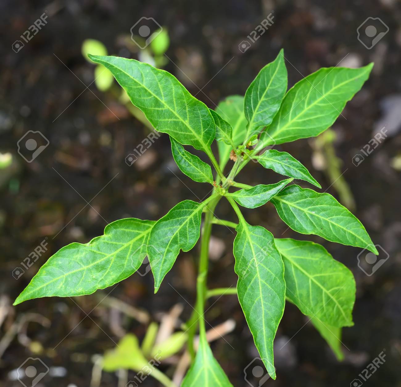 Chile de árbol con hojas verdes