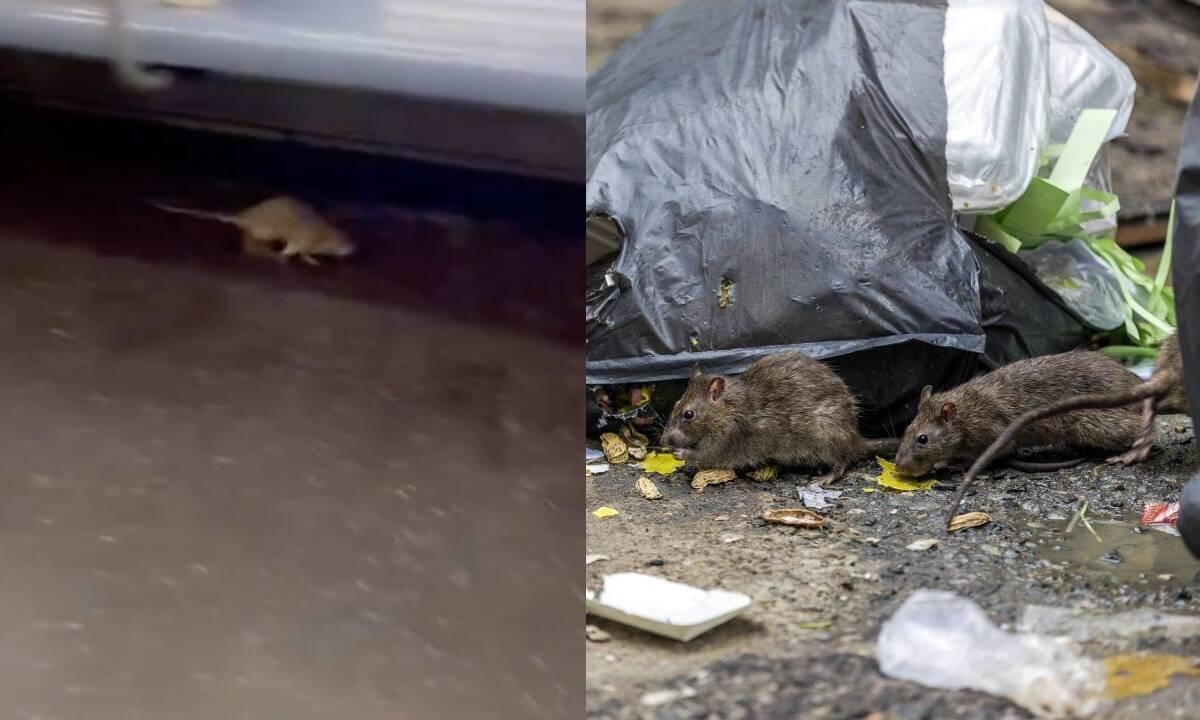 Ratas en las calles de Nueva York