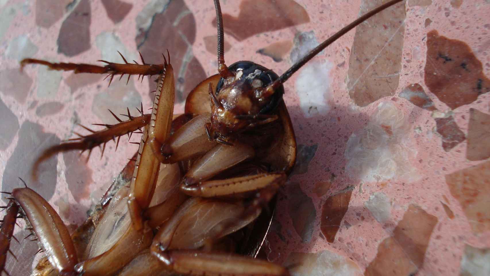 Cucaracha sin cabeza explorando su entorno