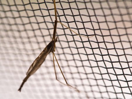 Mosquito atrapado en una tela mosquitera