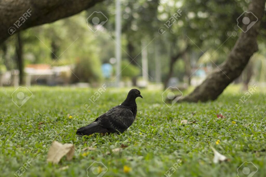 Qué significa el arrullo de las palomas